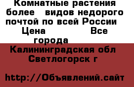 Комнатные растения более200видов недорого почтой по всей России › Цена ­ 100-500 - Все города  »    . Калининградская обл.,Светлогорск г.